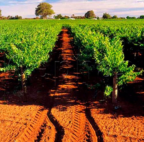 Vineyard on red soil at Monash near Berri   South Australia   Riverland