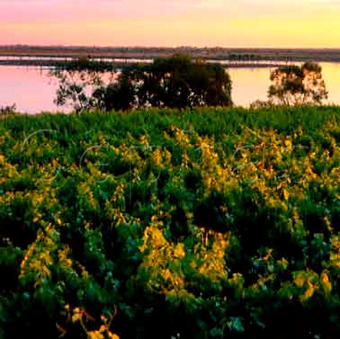 Vineyard and the Murray River near Berri   South Australia   Riverland