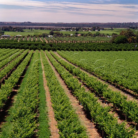 Vineyards near Renmark South Australia  Riverland