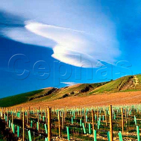 New vineyard of Peregrine near Cromwell  Central Otago New Zealand