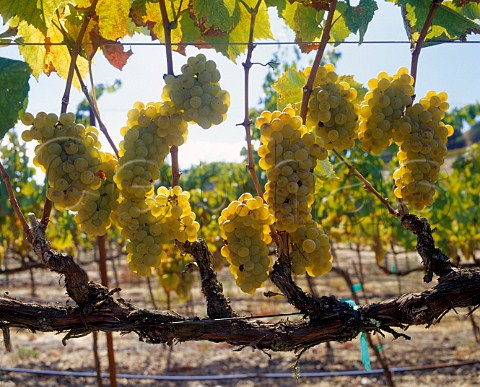 Ripe Chardonnay grapes in vineyard of Artesa   Napa California    Carneros AVA