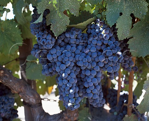 Cabernet Franc grapes of Frogs Leap Vineyards   Rutherford Napa Co California
