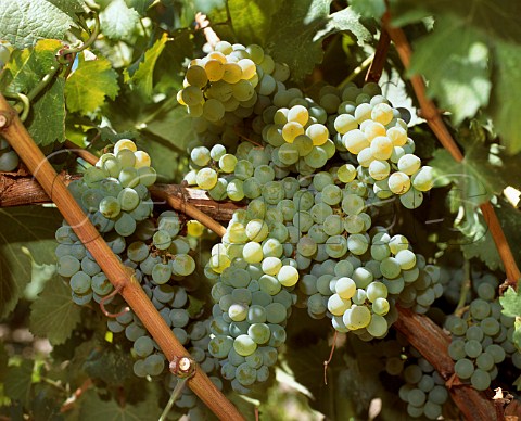 Ripe Sauvignon Blanc grapes in vineyard of Frogs   Leap Rutherford Napa Co California         Napa   Valley