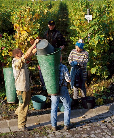 Harvesting ripe bunches of Riesling grapes and  leaving the remainder on the vine for eiswein in the  Bratenhfchen vineyard of SelbachOster   Bernkastel Germany       Mosel