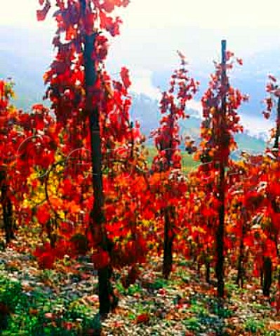 Autumnal vines above the Mosel River at Graach   Germany