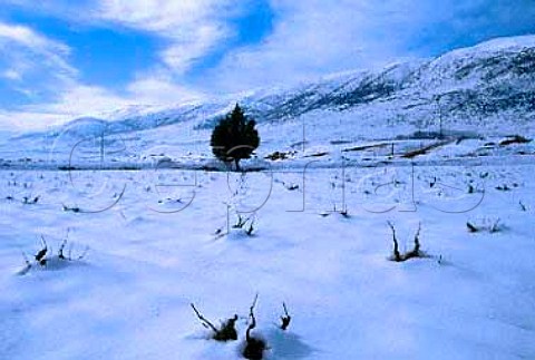 Snow covered vineyard of Chateau Musar   at Aana in the Bekaa Valley Lebanon