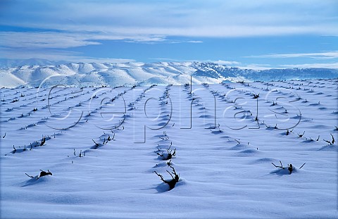 Snow covered vineyard of Chateau Musar Aana Bekaa Valley Lebanon