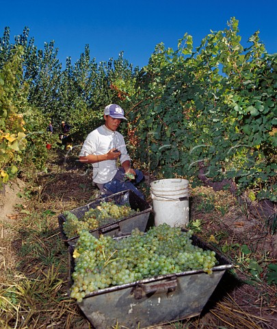 Harvesting Semillon grapes in vineyard of   Humberto Canale General Roca Rio Negro province Argentina