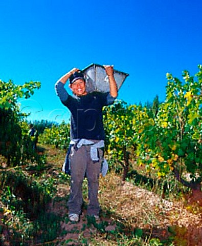 Harvesting Semillon grapes in vineyard of   Humberto Canale near General Roca   Argentina    Rio Negro