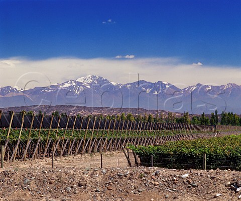 Hail nets over Parral trained Syrah vineyard with the Andes in the background  Finca Flichman Barrancas Mendoza Argentina Maip