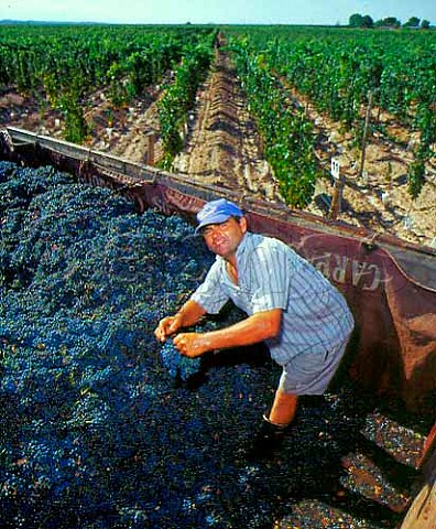 Harvesting Malbec grapes in vineyard of   Altos Las Hormigas near Barrancas Mendoza   Argentina    Maip