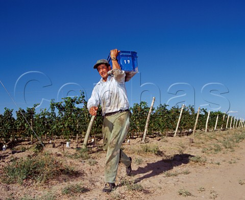Harvesting Malbec grapes in vineyard of   Altos Las Hormigas near Barrancas Mendoza   Argentina    Maip