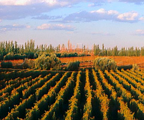 Vineyard of Luis Segundo Correas near Medrano   Mendoza Argentina     Maip