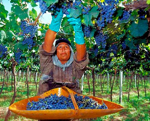 Harvesting Malbec grapes in Parral trained vineyard   of Familia Zuccardi Maip Mendoza Argentina