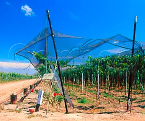 Organic Parral trained Malbec vineyard   protected by hail nets   Familia Zuccardi Maip Mendoza Argentina