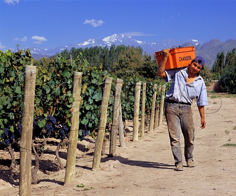 Harvesting Malbec grapes in Las Compuertas vineyard   of Bodega Terrazas owned by Bodegas Chandon   Perdriel Mendoza Argentina   Lujan de Cuyo
