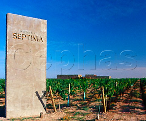 View over vineyard to winery of Septima owned by   Codorni Mendoza province Argentina        Lujan de Cuyo