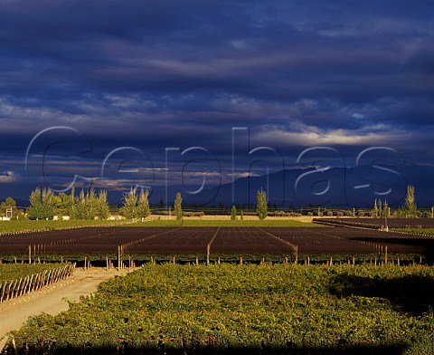 Vineyard of Bodega Norton   Perdriel Mendoza province Argentina      Lujan de Cuyo