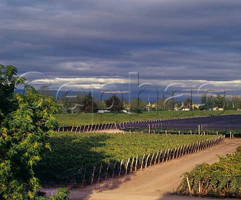 Vineyard of Bodega Norton Perdriel Mendoza province Argentina Lujan de Cuyo
