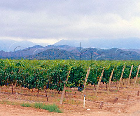 Vineyards in the Pedernal Valley near San Juan   Argentina