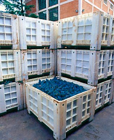 Harvested Malbec grapes in boxes at Bodega Terrazas   owned by Bodegas Chandon Perdriel Mendoza   province Argentina    Lujan de Cuyo