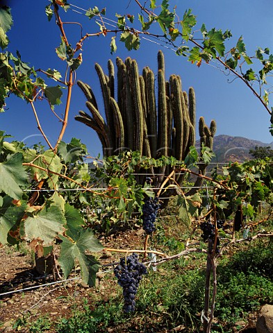 Cactus and Sangiovese vines in Las Vertientes   Vineyard of Errzuriz Las Vertientes Chile  Aconcagua