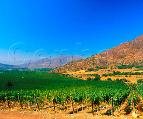 Las Vertientes Vineyard of Errzuriz   Las Vertientes Chile        Aconcagua