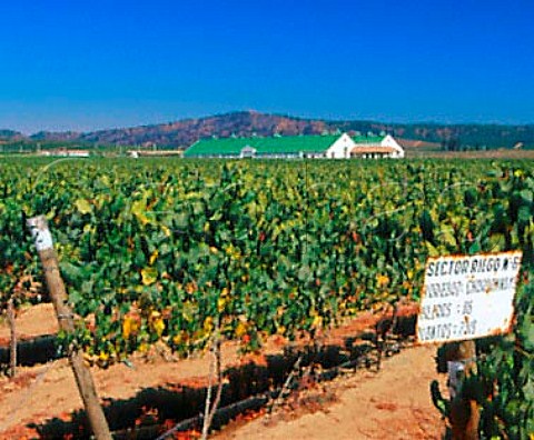 Winery and Chardonnay vineyard of Casas Del Bosque in the Casablanca Valley   Chile         Casablanca