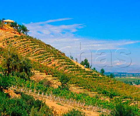 Syrah vineyard of Montes the grapes from   which are used for their Le Folly    Apalta Colchagua Valley Chile   Rapel