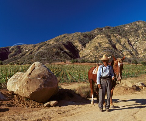 Huaso horseman by vineyard of Montes at Apalta in   the Colchagua Valley Chile     Rapel