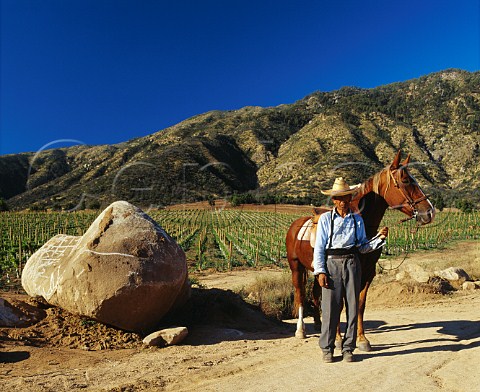 Huaso horseman by vineyard of Montes at Apalta in   the Colchagua Valley Chile     Rapel