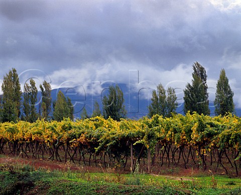 Gewrztraminer vineyard of Via Seg Oll  Villa Allegre Chile      Maule