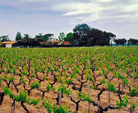 Chteau Monbrison and its vineyard Arsac Gironde   France      Bordeaux  Mdoc Cru Bourgeois   Suprieur