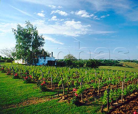 Chteau du Mont and its vineyard SteCroixduMont   Gironde France SteCroixduMont  Bordeaux