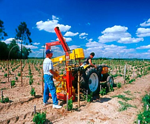 Driving poles into the ground in a replanted   vineyard of Chteau Cabannieux Portets Gironde   France            Graves  Bordeaux