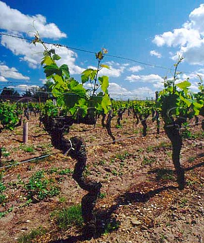 Spring growth on vines in vineyard of   Chteau Cabannieux Portets Gironde France Graves    Bordeaux