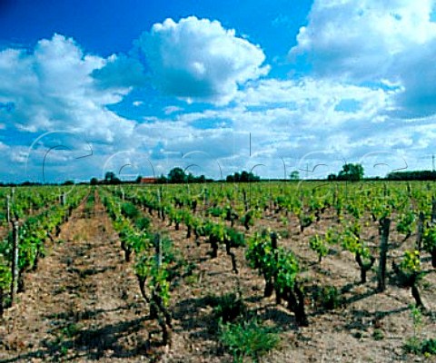 Chenin Blanc vineyard MontlouissurLoire   IndreetLoire France   AC Montlouis