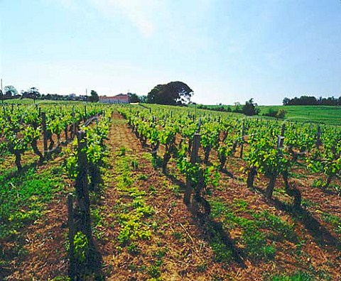 Chteau Ngrit and its vineyard Bertin Gironde   France MontagneStmilion  Bordeaux