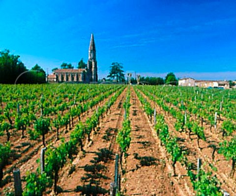 Vineyard by the church at Nac Gironde France   LalandedePomerol  Bordeaux