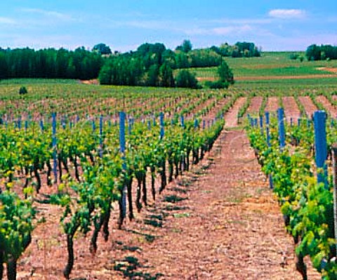 Vineyards near Chreau Gironde France   LussacStmilion  Bordeaux