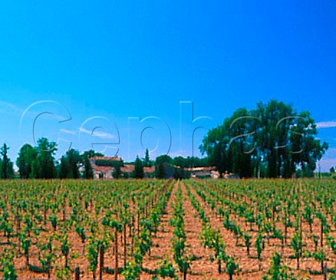 Clos Fontmure and its vineyard Montagne Gironde   France     MontagneStmilion  Bordeaux
