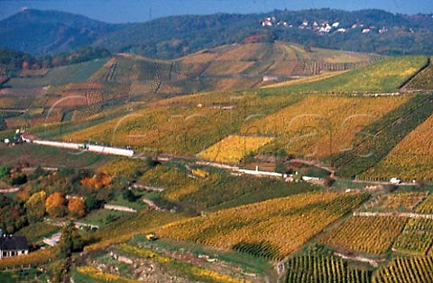 View over the Brand vineyard of    ZindHumbrecht Turckheim HautRhin   France  Alsace
