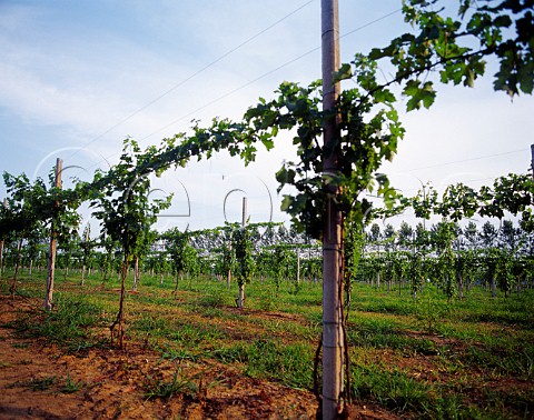 High trained vines at Sesto al Rghena Friuli Italy   LisonPramaggiore