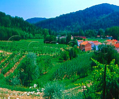 Vineyards near Follina Veneto Italy     Prosecco di Conegliano Valdobbiadene