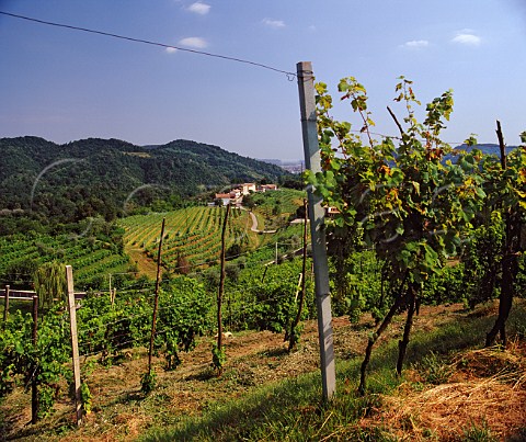 Hilltop vineyards at Farro Veneto Italy     Prosecco di Conegliano Valdobbiadene