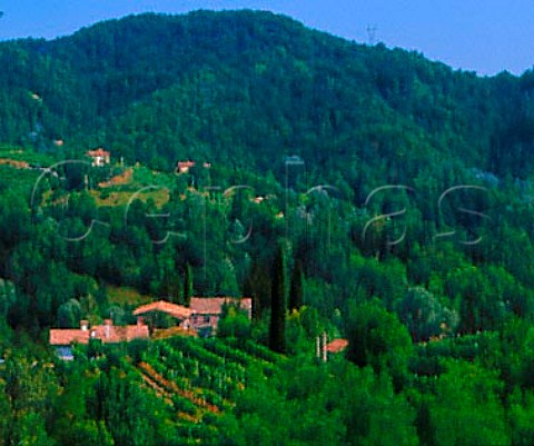 Vineyards on a hilltop farm Rolle Veneto Italy   Prosecco di Conegliano Valdobbiadene