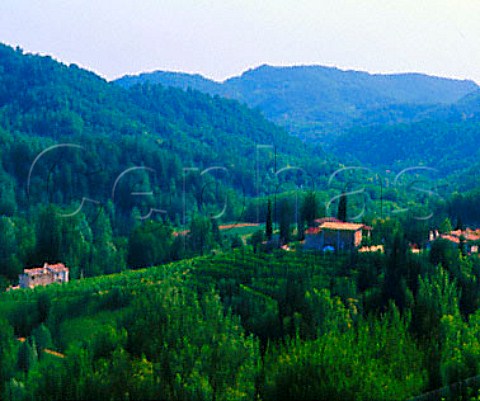 Vineyards on a hilltop farm Rolle Veneto Italy   Prosecco di Conegliano Valdobbiadene