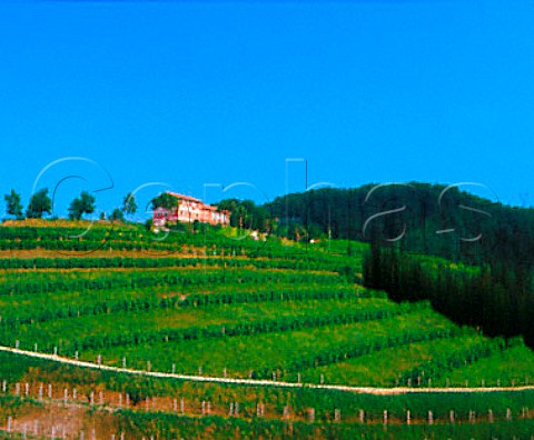 Hilltop farm and vineyardsRolle Veneto  Italy     Prosecco di Conegliano Valdobbiadene