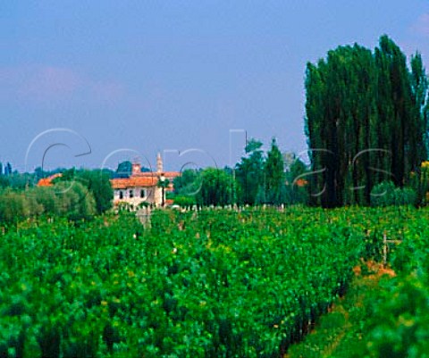 Vineyards near Orderzo Veneto Italy   Piave