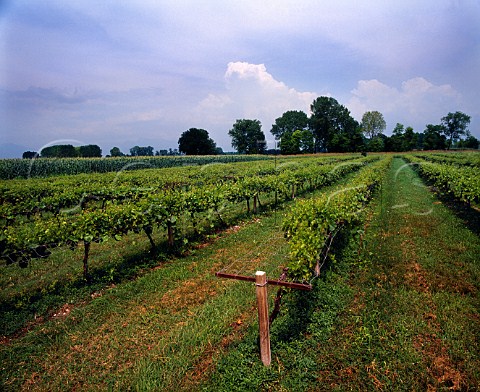 Vineyard near San Martino al Tagliamento Friuli   Italy    Grave del Friuli
